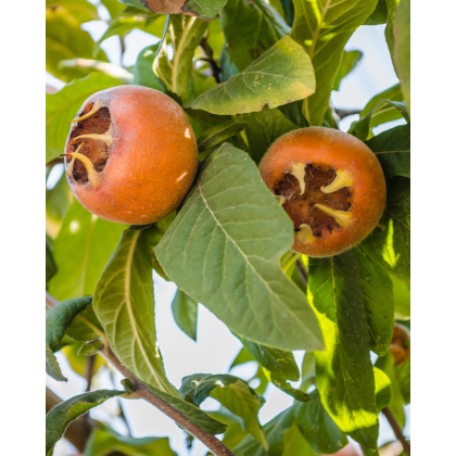 Mišpuľa kráľovská (Mespilus germanica) ´ROYAL´ -výška 60-90 cm, kont. C5L (-25°C) Mišpuľa kráľovská (Mespilus germanica) ´ROYAL´ -výška 60-90 cm, kont. C5L (-25°C)