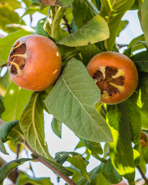 Mišpuľa kráľovská (Mespilus germanica) ´ROYAL´ -výška 60-90 cm, kont. C5L (-25°C)