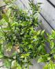 Mišpuľa kráľovská (Mespilus germanica) ´ROYAL´ -výška 60-90 cm, kont. C5L (-25°C)