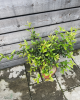 Mišpuľa kráľovská (Mespilus germanica) ´ROYAL´ -výška 60-90 cm, kont. C5L (-25°C)
