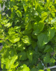 Moruša biela (Morus alba)