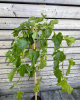 Moruša biela čiernoplodá (Morus alba) ´ALBA PENDULA´
