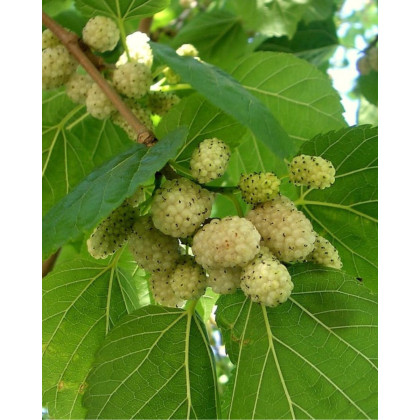 Moruša biela (Morus alba)