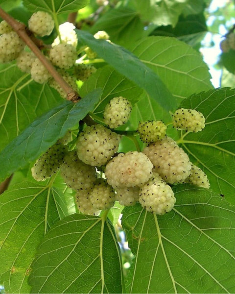 Moruša biela (Morus alba) Moruša biela (Morus alba)