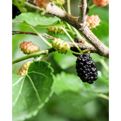Moruša čierna (Morus nigra) ´MATSUNAGA (MOJO BERRY)´® Moruša čierna (Morus nigra) ´MATSUNAGA (MOJO BERRY)´®