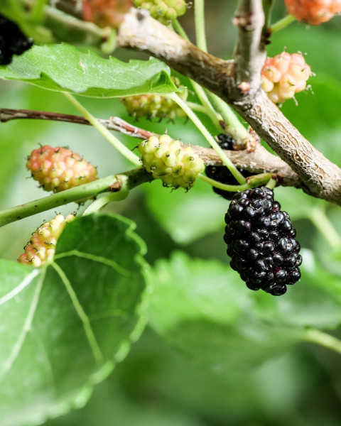 Moruša čierna (Morus nigra) ´MATSUNAGA (MOJO BERRY)´®
