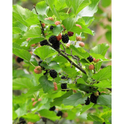 Moruša čierna (Morus nigra) ´Shin-Tso´ Moruša čierna (Morus nigra) ´Shin-Tso´