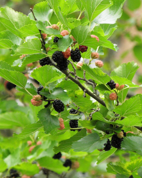 Moruša čierna (Morus nigra) ´Shin-Tso´ Moruša čierna (Morus nigra) ´Shin-Tso´