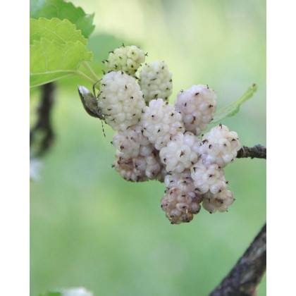 Moruša biela (Morus alba) ´ALBA´ 