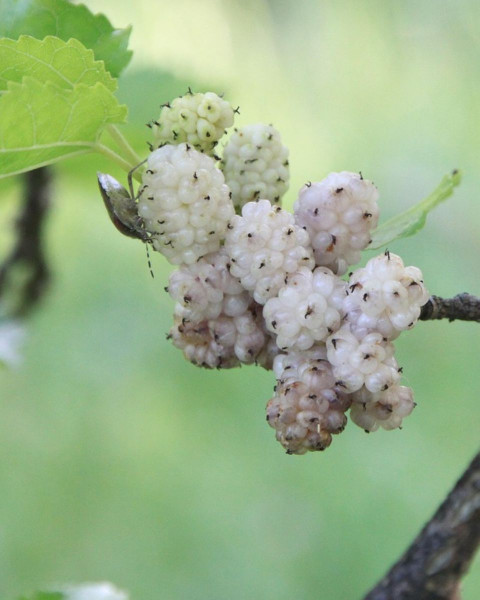Moruša biela (Morus alba) ´ALBA´ Moruša biela (Morus alba) ´ALBA´