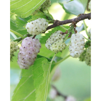 Moruša biela (Morus alba) ´ELDORADO´ Moruša biela (Morus alba) ´ELDORADO´