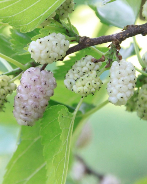 Moruša biela (Morus alba) ´ELDORADO´