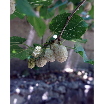 Moruša biela (Morus alba) ´DOLCE VITA´ Moruša biela (Morus alba) ´DOLCE VITA´