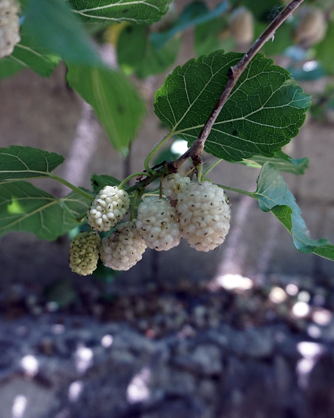 Moruša biela (Morus alba) ´DOLCE VITA´ Moruša biela (Morus alba) ´DOLCE VITA´