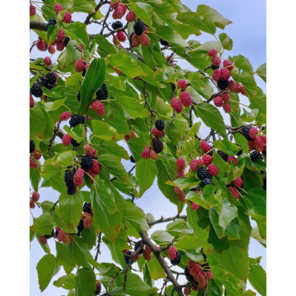  Moruša veľkoplodá (Morus alba x Morus rubra) ´ILLINOIS EVERBEARING´