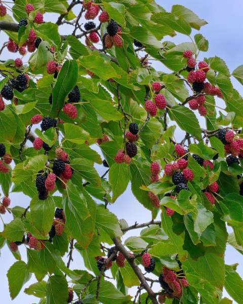 Moruša veľkoplodá (Morus alba x Morus rubra) ´ILLINOIS EVERBEARING´ Moruša veľkoplodá (Morus alba x Morus rubra) ´ILLINOIS EVERBEARING´