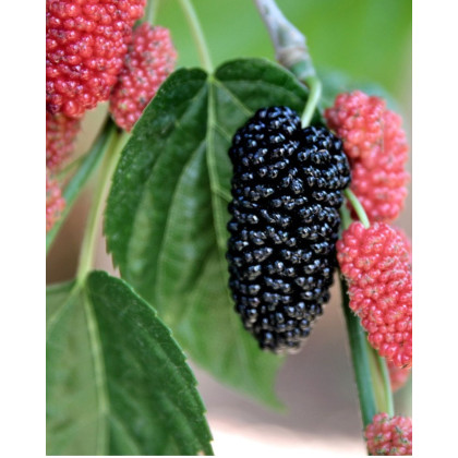 Moruša veľkoplodá (Morus alba x Morus rubra) ´ILLINOIS EVERBEARING´ Moruša veľkoplodá (Morus alba x Morus rubra) ´ILLINOIS EVERBEARING´