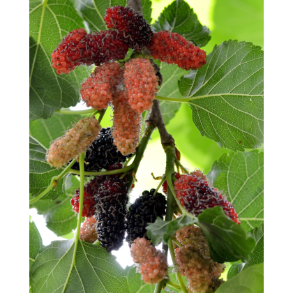 Moruša čierna (Morus nigra) ´MATSUNAGA (MOJO BERRY)´® 