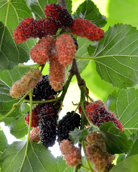 Moruša čierna (Morus nigra) ´MATSUNAGA (MOJO BERRY)´® Moruša čierna (Morus nigra) ´MATSUNAGA (MOJO BERRY)´®