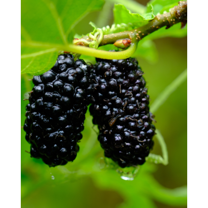 Moruša čierna (Morus nigra) ´GERARDI DWARF´ Moruša čierna (Morus nigra) ´GERARDI DWARF´