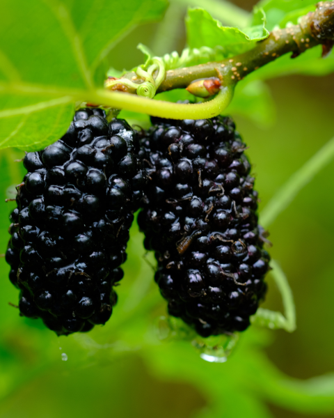 Moruša čierna (Morus nigra) ´GERARDI DWARF´