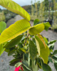 Muchovník kanadský (Amelanchier canadensis) ´LAMARCKII´ Muchovník kanadský (Amelanchier canadensis) ´LAMARCKII´