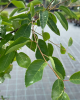 Muchovník kanadský (Amelanchier canadensis) ´LAMARCKII´
