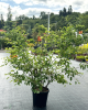 Muchovník kanadský (Amelanchier canadensis) ´LAMARCKII´