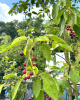 Muchovník kanadský (Amelanchier canadensis) ´LAMARCKII´