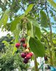 Muchovník kanadský (Amelanchier canadensis) ´LAMARCKII´