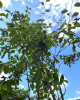 Muchovník kanadský (Amelanchier canadensis) ´LAMARCKII´