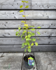 Muchovník jelšolistý (Amelanchier alnifolia) ´HONEYWOOD´