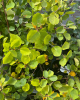 Muchovník jelšolistý (Amelanchier alnifolia) ´HONEYWOOD´