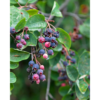 Muchovník kanadský (Amelanchier canadensis) ´LAMARCKII´