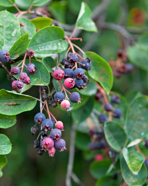Muchovník kanadský (Amelanchier canadensis) ´LAMARCKII´
