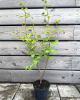  Muchovník jelšolistý (Amelanchier alnifolia) ´MARTIN´