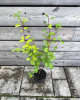  Muchovník jelšolistý (Amelanchier alnifolia) ´MARTIN´