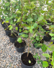  Muchovník jelšolistý (Amelanchier alnifolia) ´MARTIN´