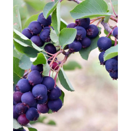 Muchovník jelšolistý (Amelanchier alnifolia) ´MARTIN´ Muchovník jelšolistý (Amelanchier alnifolia) ´MARTIN´
