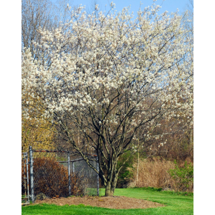 Muchovník kanadský (Amelanchier canadensis) ´LAMARCKII´ Muchovník kanadský (Amelanchier canadensis) ´LAMARCKII´
