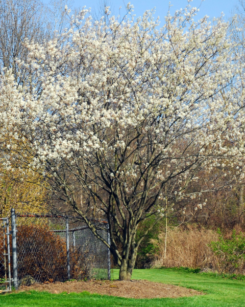 Muchovník kanadský (Amelanchier canadensis) ´LAMARCKII´ Muchovník kanadský (Amelanchier canadensis) ´LAMARCKII´
