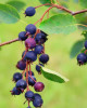 Muchovník stromovitý (Amelanchier arborea) ´ROBIN HILL´ 