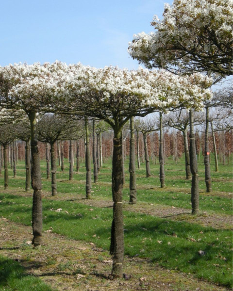 Muchovník stromovitý (Amelanchier arborea) ´ROBIN HILL´ 