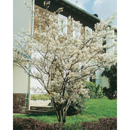 Muchovník kanadský (Amelanchier canadensis) ´LAMARCKII´ Muchovník kanadský (Amelanchier canadensis) ´LAMARCKII´