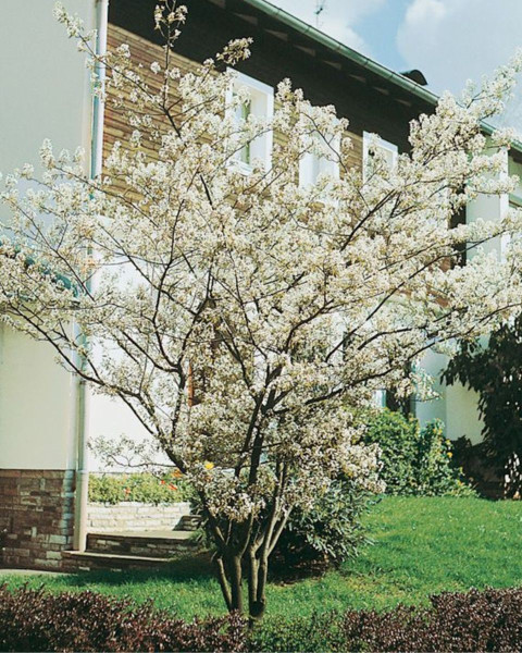 Muchovník kanadský (Amelanchier canadensis) ´LAMARCKII´ Muchovník kanadský (Amelanchier canadensis) ´LAMARCKII´