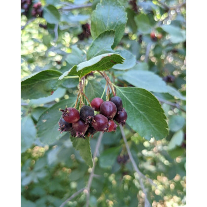 Muchovník jelšolistý (Amelanchier alnifolia) ´HONEYWOOD´ Muchovník jelšolistý (Amelanchier alnifolia) ´HONEYWOOD´