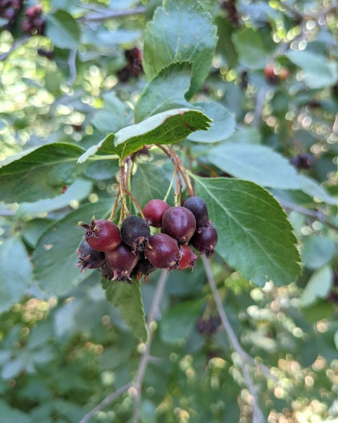 Muchovník jelšolistý (Amelanchier alnifolia) ´HONEYWOOD´ Muchovník jelšolistý (Amelanchier alnifolia) ´HONEYWOOD´