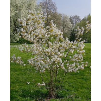 Muchovník kanadský (Amelanchier canadensis) ´LAMARCKII´ Muchovník kanadský (Amelanchier canadensis) ´LAMARCKII´