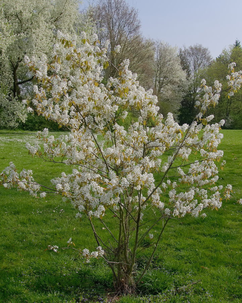 Muchovník kanadský (Amelanchier canadensis) ´LAMARCKII´ Muchovník kanadský (Amelanchier canadensis) ´LAMARCKII´