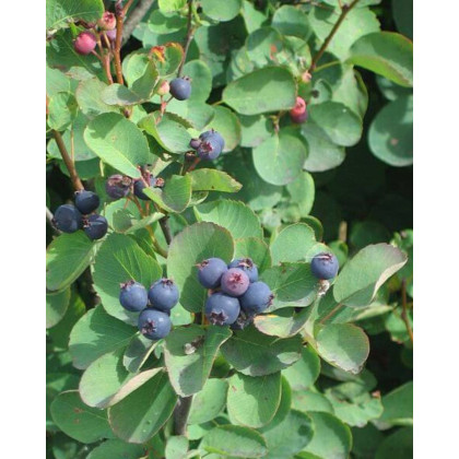 Muchovník kanadský (Amelanchier canadensis) ´LAMARCKII´ Muchovník kanadský (Amelanchier canadensis) ´LAMARCKII´
